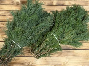 SOSNA WEJMUTKA, AMERYKAŃSKA, MIĘKKA - ILOŚĆ OGRANICZONA